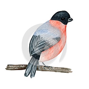 Watercolor bullfinch Christmas bird. Hand painted illustration isolated on white background. Winter red bird. Holiday