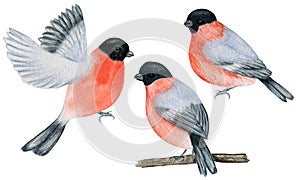 Watercolor bullfinch Christmas bird set. Hand painted illustration isolated on white background. Winter red flying bird