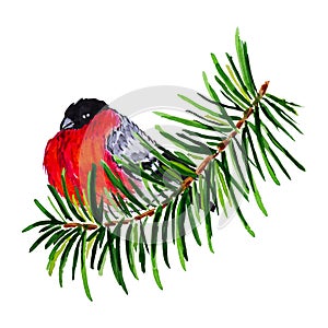 Bullfinch on the fir tree branch isolated watercolor