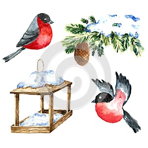Watercolor Bullfinch isolated on white. Drawing of a bird with winter branch and nesting box.