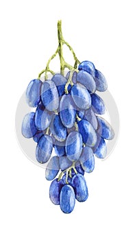 Watercolor Bunch of Blue Grapes