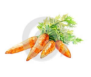 Watercolor bunch of carrots with cherries isolated