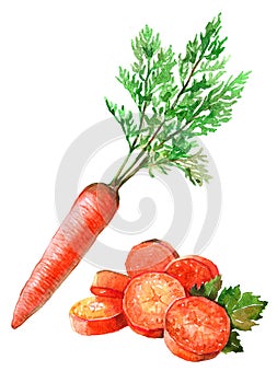Watercolor bunch of carrots isolated on a white background illustration.