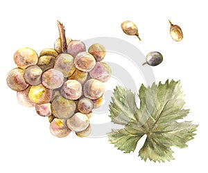 Watercolor bunch of grapes, grape leaves and grape berry set. Grapevine hand painted illustration.