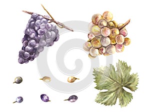 Watercolor bunch of grapes, grape leaves and grape berry set. Grapevine hand painted illustration.