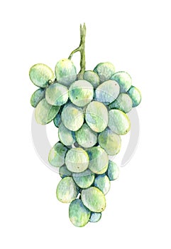 Watercolor Bunch Green Grapes