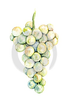 Watercolor Bunch of light Grapes