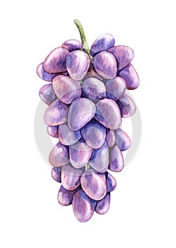 Watercolor Bunch Purple Grapes