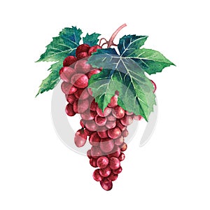 Watercolor bunch of red grapes decorated with leaves