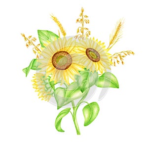 Watercolor bunch of sunflowers with spikelets and leaves, hand painted illustration. Field yellow flowers bouquet