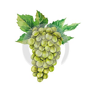 Watercolor bunch of white grapes decorated with leaves