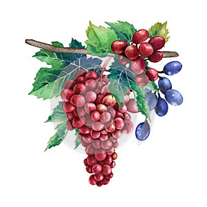 Watercolor bunches of red and blue grapes grapes hanging on the branch