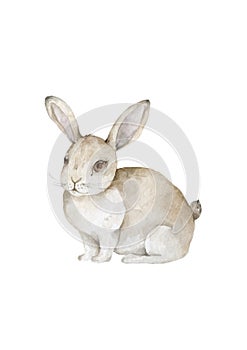 Watercolor Bunny. Rabbit. Easter bunny. Cute animal. Wildlife on white background