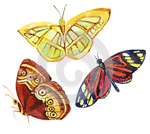 Watercolor butterflies isolated on white background