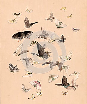 Watercolor butterflies and moths photo