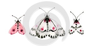 Watercolor butterflies set. Collection of colorful insects isolated on white. Detailed white, black, pink wings. Hand