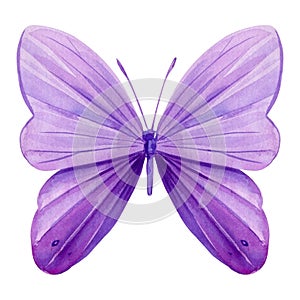 watercolor butterfly on isolated white background, illustration, purple butterfly