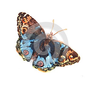 Watercolor butterfly moth insect animal isolated