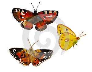Watercolor butterfly set , yellow Colias croceus and two Vanessa cardui orange and brown insects, isolated on white background photo