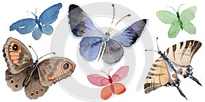 Watercolor butterfly tender insect, intresting moth, isolated wing illustration