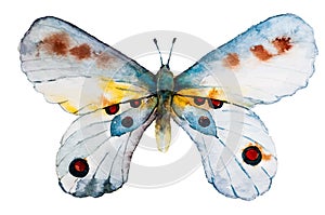 Watercolor butterfly