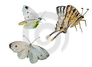 Watercolor butterflyes Iphiclides podalirius and two Cabbage White, Pieris rapae, isolated on white background