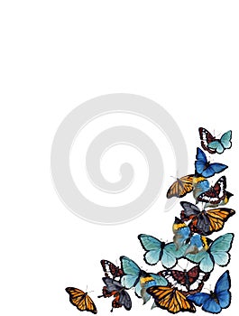 Watercolor butterflyes on the white background.es