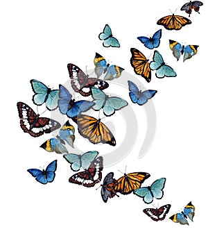 Watercolor butterflyes on the white background.es