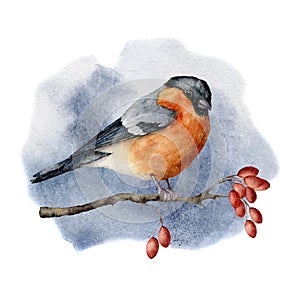 Watercolor buulfinch sitting on tree branch in forest. Hand painted winter illustration with bird and dog rose berrie