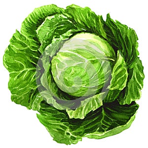 Watercolor cabbage isolated on white