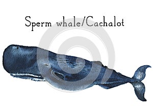 Watercolor cachalot. Sperm whale illustration isolated on white background. For design, prints or background