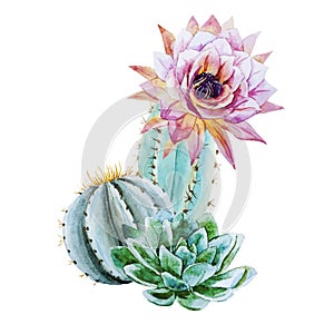 Watercolor cactus