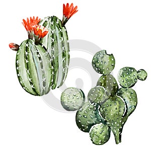 Watercolor cactus photo