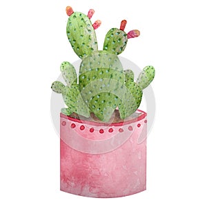 Watercolor cactus cacti succulent in ceramic pot. Potted house green natural plants exotic tropical flowers. Interior