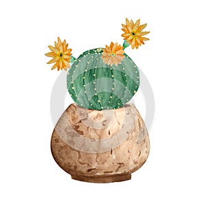 Watercolor cactus cacti succulent in ceramic pot. Potted house green natural plants exotic tropical flowers. Interior