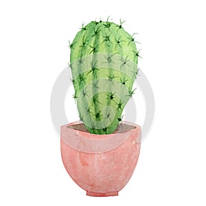 Watercolor cactus cacti succulent in ceramic pot. Potted house green natural plants exotic tropical flowers. Interior