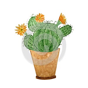Watercolor cactus cacti succulent in ceramic pot. Potted house green natural plants exotic tropical flowers. Interior