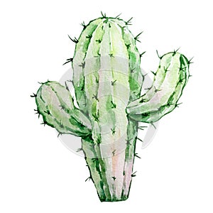 Watercolor cactus, desert mexican plants