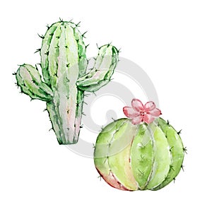 Watercolor cactus, desert mexican plants