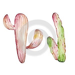 Watercolor cactus, desert mexican plants