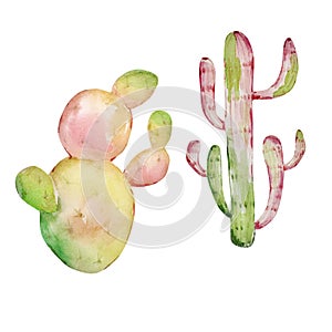 Watercolor cactus, desert mexican plants