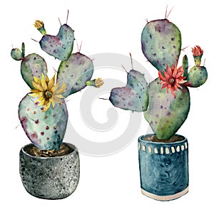 Watercolor cactus with flowers in a pot. Hand painted opuntia with red and yellow flowers isolated on white background