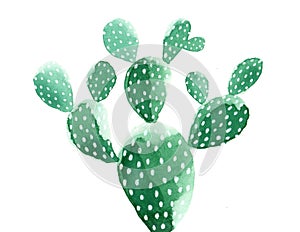 Watercolor Cactus painting. Opuntia `Pad Cactus`.