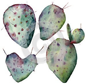 Watercolor cactus set. Hand painted opuntia isolated on white background. Illustration for design, print, fabric or