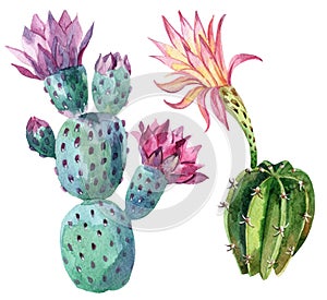 Watercolor cactus photo