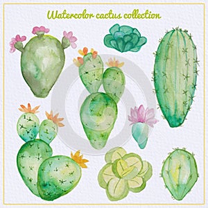 Watercolor cactus and succulent set. Watercolor set of cactus, succulents isolated illustration on a white background, hand draw