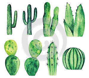 Watercolor cactus vector clip art. Green cacti