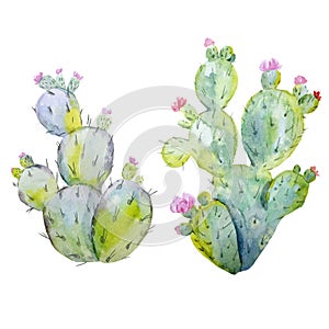 Watercolor cactus vector set photo