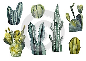 Watercolor cactus on white isolated background