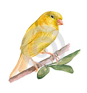 Watercolor  canary bird animal